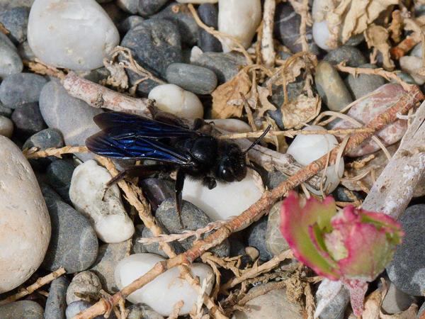 <h3><a href="/trips/kreta/biota/animalia/arthropoda/insecta/hymenoptera/apidae/xylocopa violacea/xylocopa violacea-nl.html">Xylocopa&nbsp;violacea</a> / Violet&nbsp;carpenter&nbsp;bee / Blauwzwarte&nbsp;houtbij</h3>OM-1 Mark II met OLYMPUS M.12-100mm F4.0, 1/1250 sec  bij F11.0, ISO 2000, afstand 0.66&nbsp;m